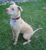 553px-American_Pit_Bull_Terrier_-_Seated.jpg