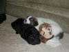 Puppies 002.JPG