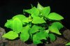 Anubias Barteri.jpg Anubias Barteri.jpg
