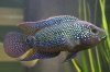 fish 008.jpg