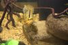 fish 021.jpg