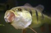 fish 033.jpg
