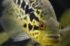 peacock bass.jpg