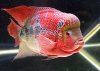 flower-horn-fish.jpg