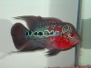 Killa-FlowerHorn.jpg
