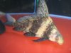 arowana 014.jpg