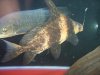 arowana 030.jpg