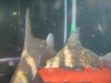 arowana 035.jpg
