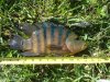 fish tank 026.jpg