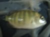 arowana 176.jpg
