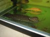 arowana 213.jpg