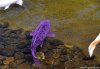 Purple Koi.jpg