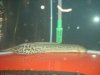 arowana 236.jpg