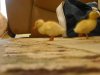 duckz 391.JPG
