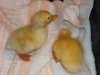 duckz 384.JPG