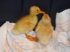 duckz 382.JPG