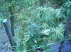 plant.jpg