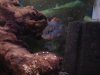 fish june 16 013.jpg