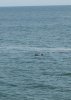 dolphin4.JPG