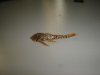 DSC00305.JPG
