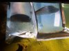 fish 020.jpg