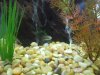bichir.jpg