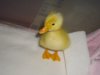 duck 1 004.JPG