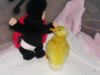 duck 1 001.JPG