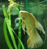 veil-tail-oscar-2.jpg