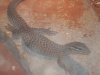 reptiles 007.jpg