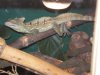 reptiles 003.jpg