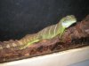 reptiles 005.jpg