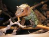 reptiles 010.jpg