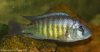 mod_Haplochromis.jpg