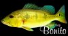 cichla sp two spots08.11-01bonitoML.jpg