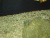 75 gallon 007.JPG