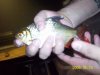june 24 2009 023.jpg