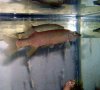 Both Redfins.jpg