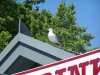 bird.jpg