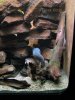 fireeel.jpg