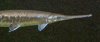 gar.jpg