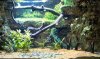 littlefish2.jpg