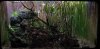 plants.jpg