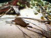 softshell.jpg