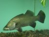 Nile Perch 1sm.JPG