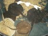DSC00242.JPG