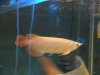 aquarium2 307.jpg