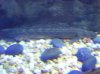jeyfish mid june2 001.jpg