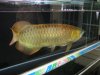 arowana 371.jpg