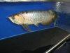 arowana 373.jpg